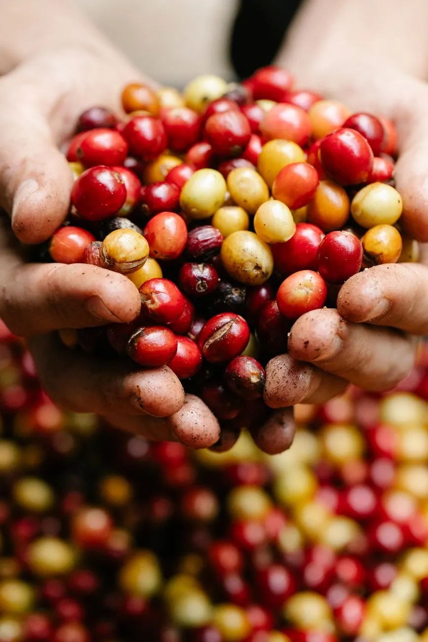 A double handful of ripe red coffee cherries held over the day’s harvest