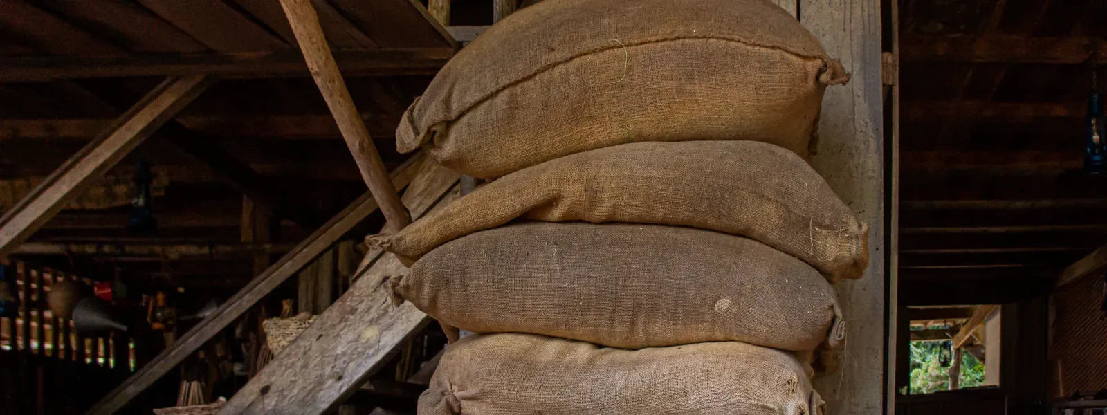 Stacked hessian sacks of green coffee in a wooden store